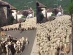 Uhnite, idú kozičky a ovečky! (Brazília)