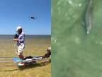 Delfíny a ich jedinečná technika lovu rýb (Florida)
