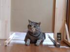 Test s mačkami: akú nízku prekážku dokážu podliezť?