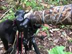 Zvedavá opica skúša fotoaparát (Indonézia)