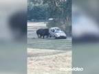 Nosorožec biely zaútočil na auto (Nemecko)