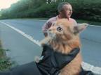 Motorkár zachránil malú mačku (Belgicko)
