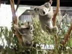 Bitkárska koala