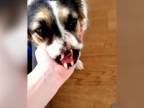 Brit zachránil v Rumunsku psa v dezolátnom stave