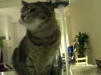 Mačka vs. vodovodný kohútik
