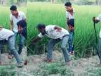 Odvážny muž chytá obzvlášť nebezpečného hada (India)