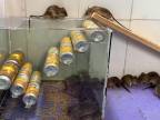 Dômyselná podomácky vyrobená pasca na myši/potkany