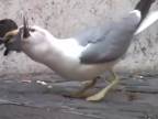 Čajka zožrala holuba v celosti na posedenie