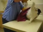 Problémová mačka u veterinára