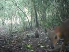 Podarilo sa natočiť vzácnu vietnamskú zajaco-srnku