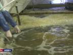 Aj na Slovensku sa dajú dochovať morské krevety