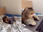 Už aj mačky sedia za počítačom!