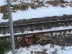 V Tatrách strhol vlk laň, jej trápenie ukončil až vlak (DRSNÉ)