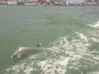 Delfíny si užívali vlny (Florida)