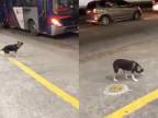 Psík čaká na svojho obľúbeného šoféra autobusu
