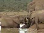 Slonice zachránili topiace sa sloníča