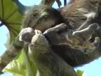 Pôrod leňochoda ste ešte asi nevideli (Kostarika)