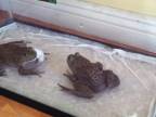 Aj žaba si pochutí na živých myšiach !