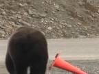 Maco cestár (Aljaška)