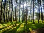 Prírode blízke obhospodarovanie lesov = výberkový spôsob