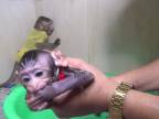 Aj malé opičky je treba kúpať