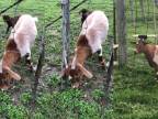Koza sa vždy zasekla v plote, potom dostal nápad