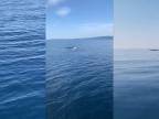 V Jadrane pri chorvátskom ostrove Šolta spozorovali veľryby