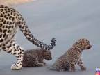 Návštevníci stretli malé leopardíky (Krugerov národný park)