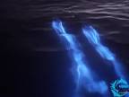 Svetielkujúce delfíny (Newport Beach, Kalifornia)