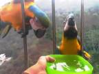 Ranná rutina, na okne ju čakajú papagáje (Venezuela)