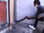 Premiestňovanie vyše dvojmetrovej kobry kráľovskej (Nepál)