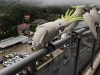 Každý deň má na balkóne papagáje kakadu (Austrália)