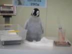 Kŕmenie mláďaťa tučniaka obrovského v japonskej zoo