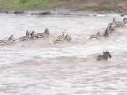 Dráma počas migrácie zebier cez rieku Masai Mara v Keni