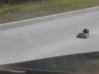Vrana bezpečne eskortovala ježka mimo cestu (Lotyšsko)