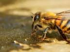 Pijú včely vodu?
