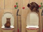 Dobre vychovaná mačka po potrebe spláchne záchod