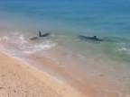 Hrátky delfína pri brehu Čierneho mora (Vityazevo)