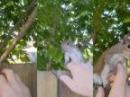 Zachránil veveričku a ona u neho zostala žiť (Florida)