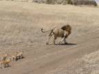 Lev chcel opustiť svoje mláďatá (Tanzánia)
