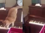 Mačička dostala z klavíra LAG