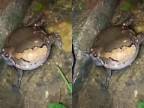 Keď bublinová žaba kŕka (Kaloula pulchra)