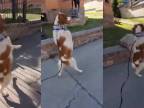 Trojnohý psík chodí a skáče po zadných