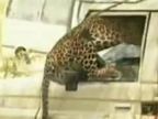 Útok leoparda