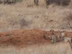 Impala si svoj osud spečatila sama (Krugerov park)