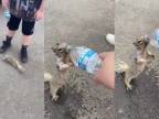 Smädná veverička prosí o vodu