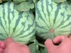 Zrelý melón vs. špáradlo