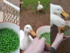 Zelený hrášok je pre kačky ako droga