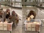 Opice si rady pochutnávajú sa sendvičoch
