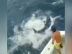 Rybárov úlovok zaujal 300 - kilového žraloka